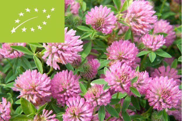 EKO Egiptiniai dobilai AXI C LT-EKO-001