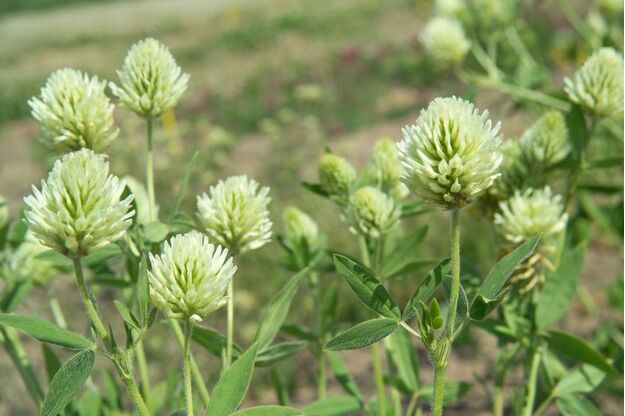 Egiptiniai dobilai TIM C 