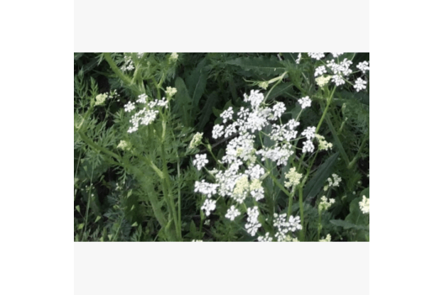 EKO paprastieji kmynai GINTARAS C  LT-EKO-001