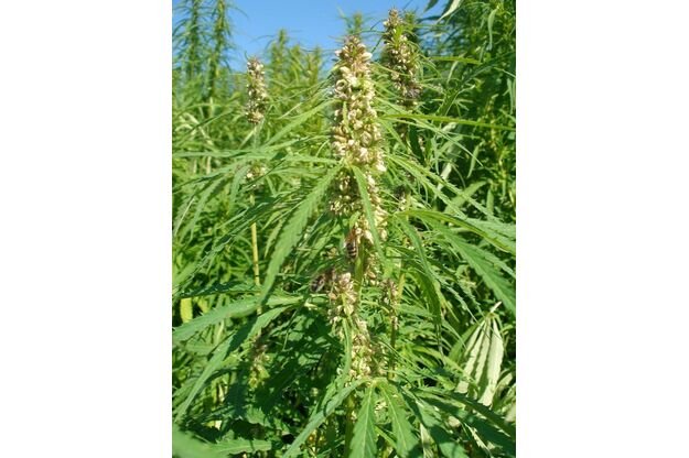 Pluoštinės kanapės HENOLA C1